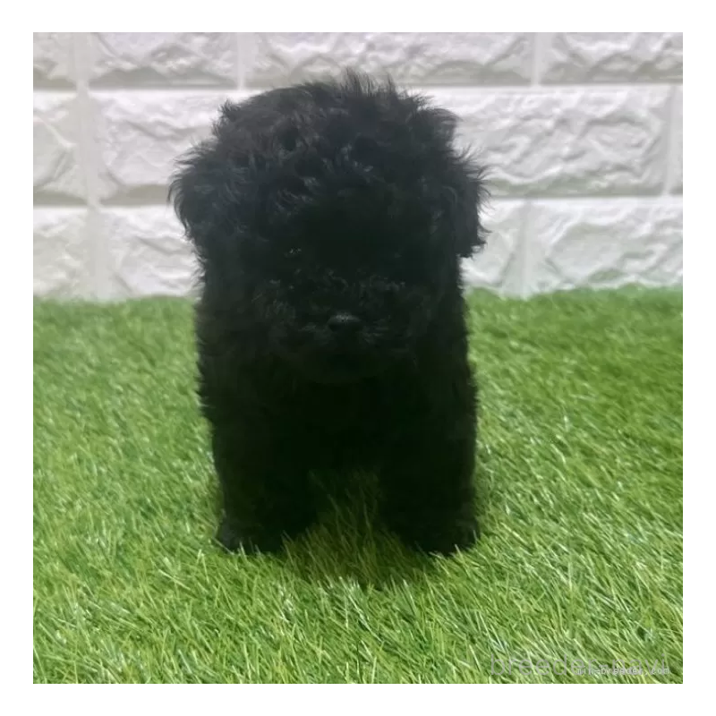 販売中の愛知県のトイプードル-451968