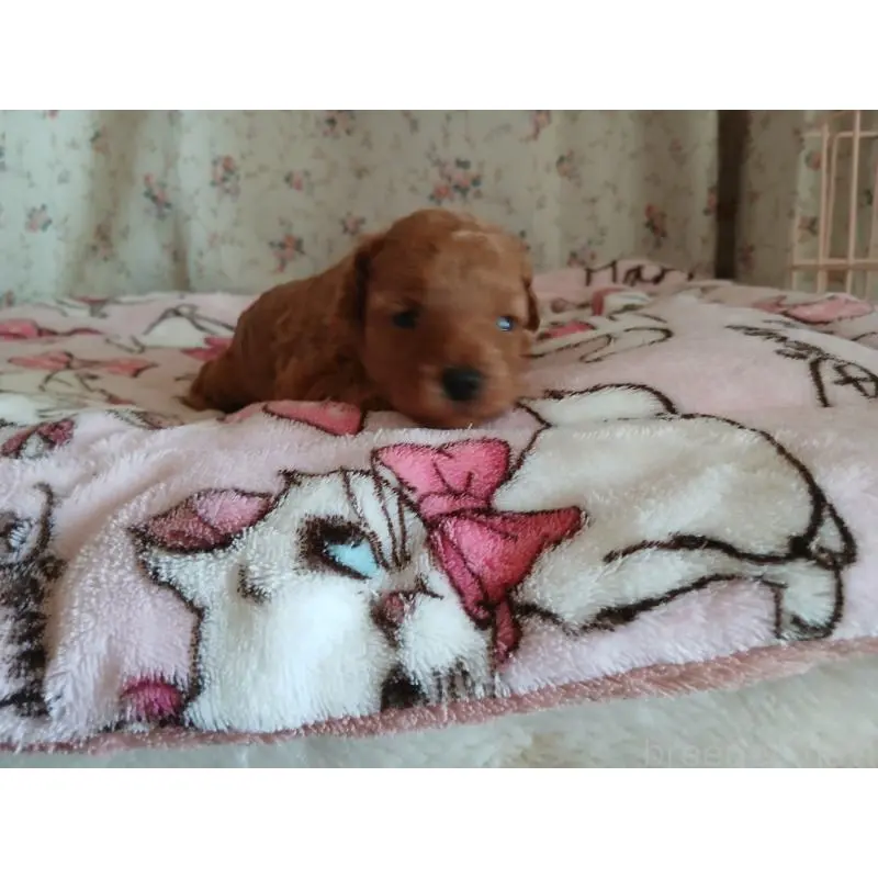 販売中の愛媛県のタイニープードル-455331の4枚目