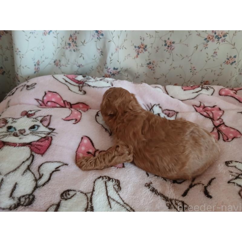 販売中の愛媛県のタイニープードル-455331の3枚目