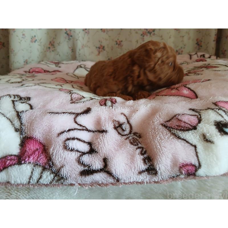 販売中の愛媛県のタイニープードル-455331の2枚目