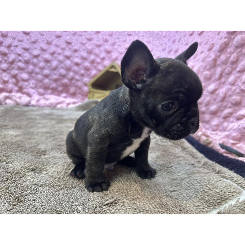 販売中の茨城県のフレンチブルドッグ-455330の18枚目