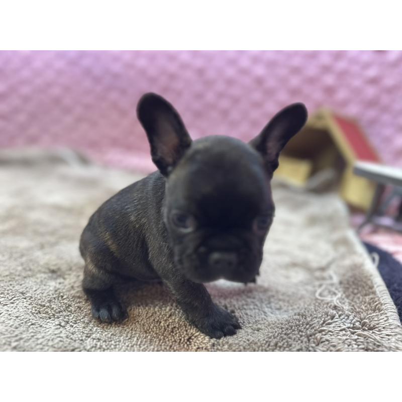 販売中の茨城県のフレンチブルドッグ-455330の17枚目