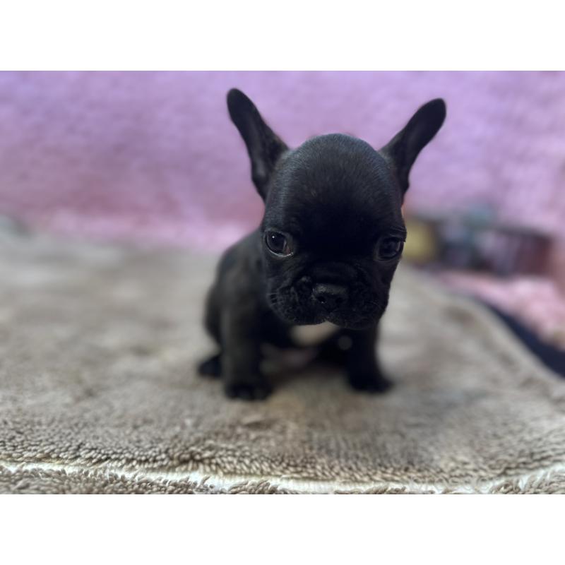 販売中の茨城県のフレンチブルドッグ-455330の16枚目