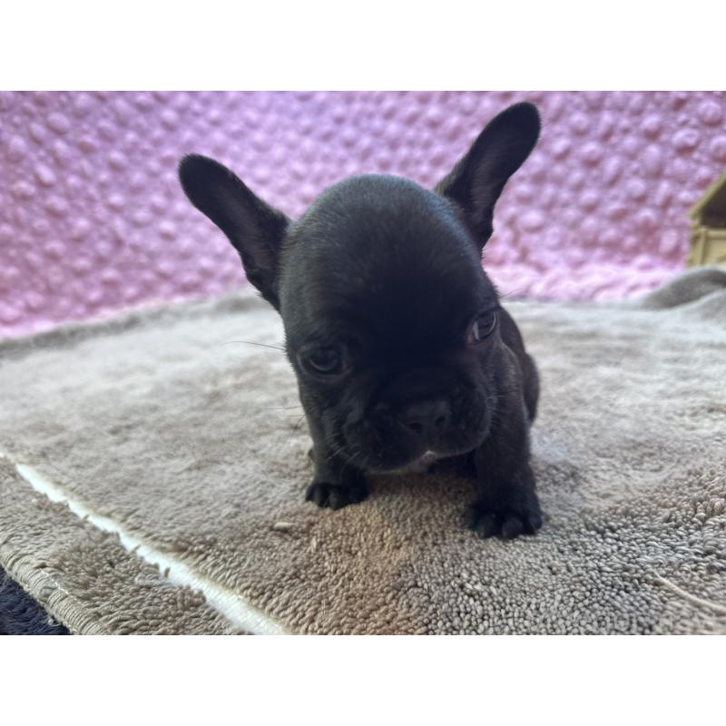 販売中の茨城県のフレンチブルドッグ-455330の15枚目