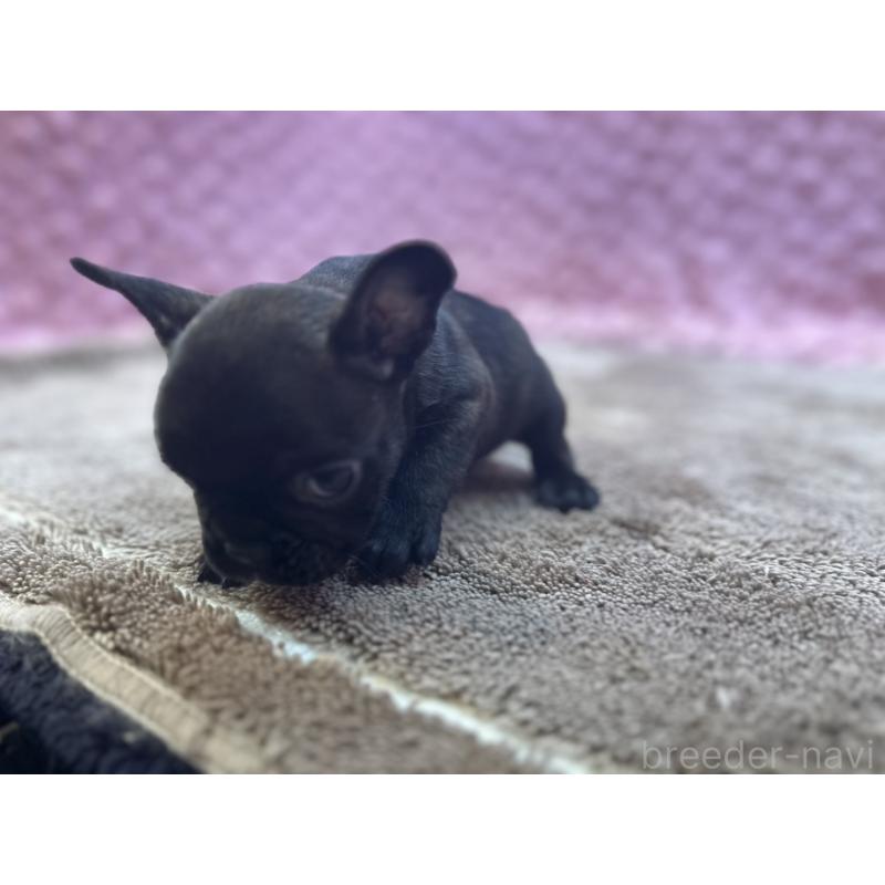 販売中の茨城県のフレンチブルドッグ-455330の14枚目