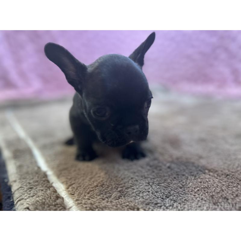 販売中の茨城県のフレンチブルドッグ-455330の13枚目