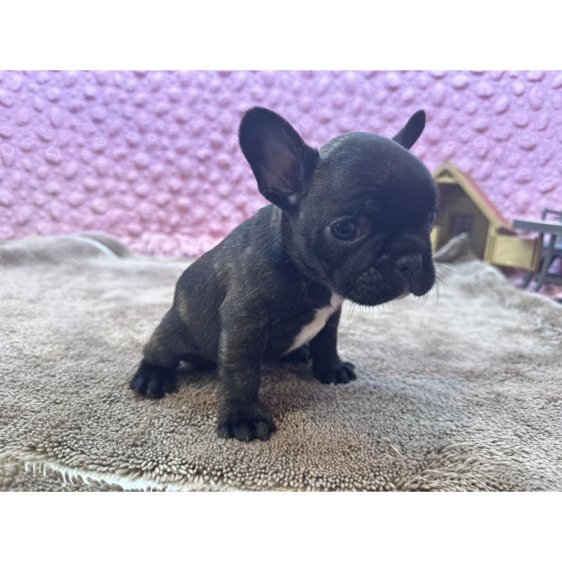 販売中の茨城県のフレンチブルドッグ-455330の12枚目