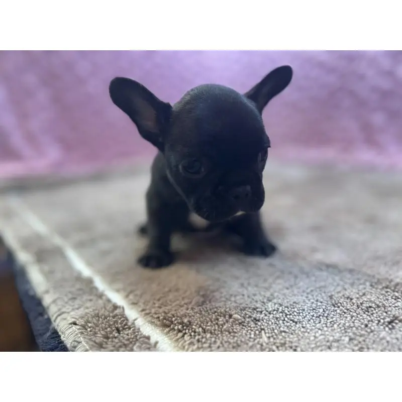 販売中の茨城県のフレンチブルドッグ-455330の11枚目