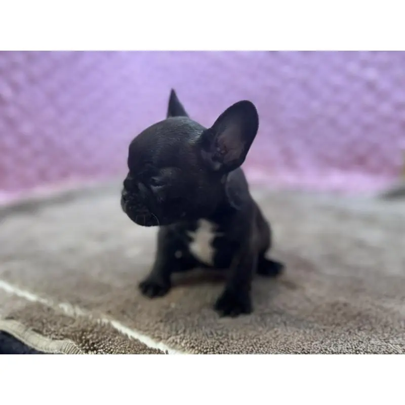 販売中の茨城県のフレンチブルドッグ-455330の8枚目