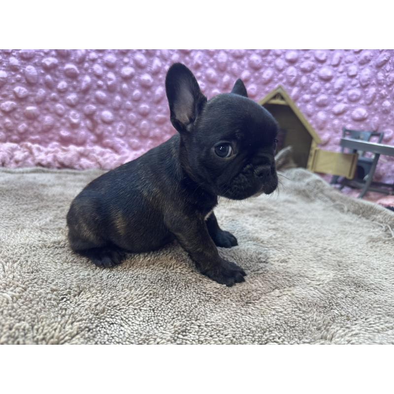 販売中の茨城県のフレンチブルドッグ-455330の7枚目