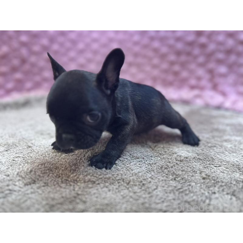 販売中の茨城県のフレンチブルドッグ-455330の6枚目