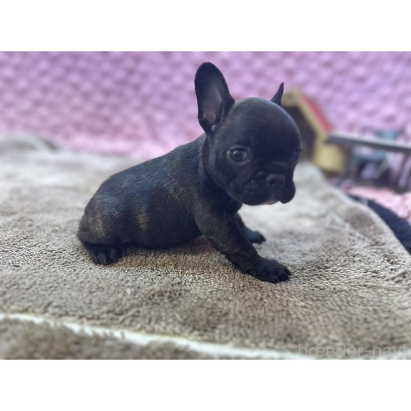 販売中の茨城県のフレンチブルドッグ-455330の4枚目