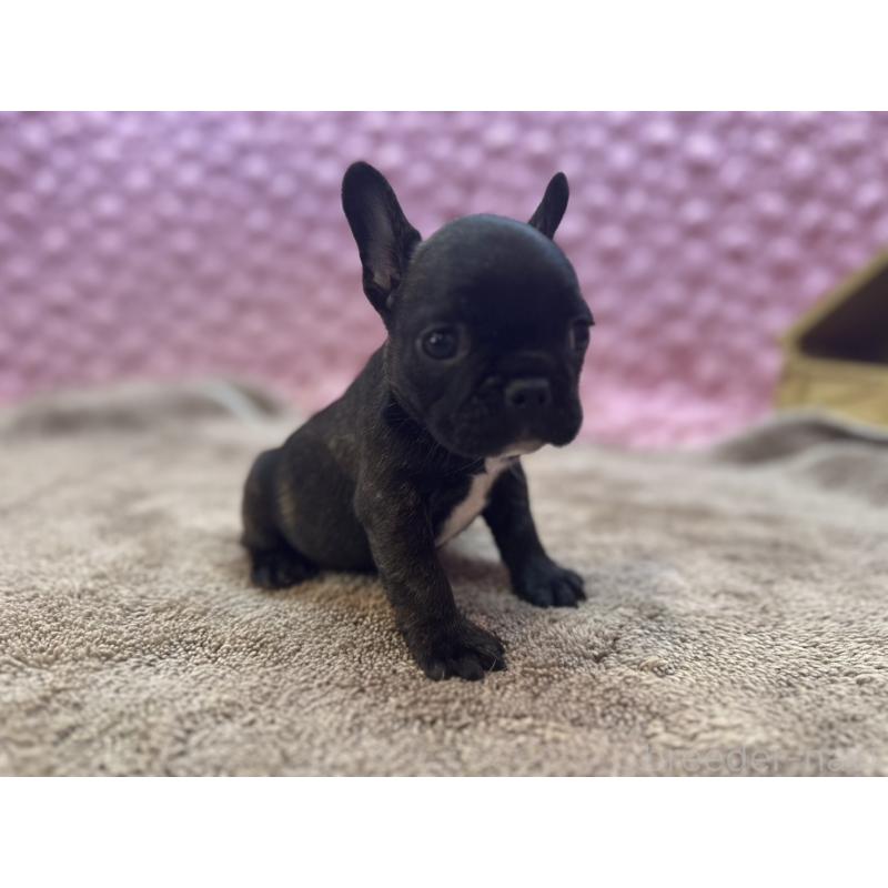 販売中の茨城県のフレンチブルドッグ-455330の3枚目