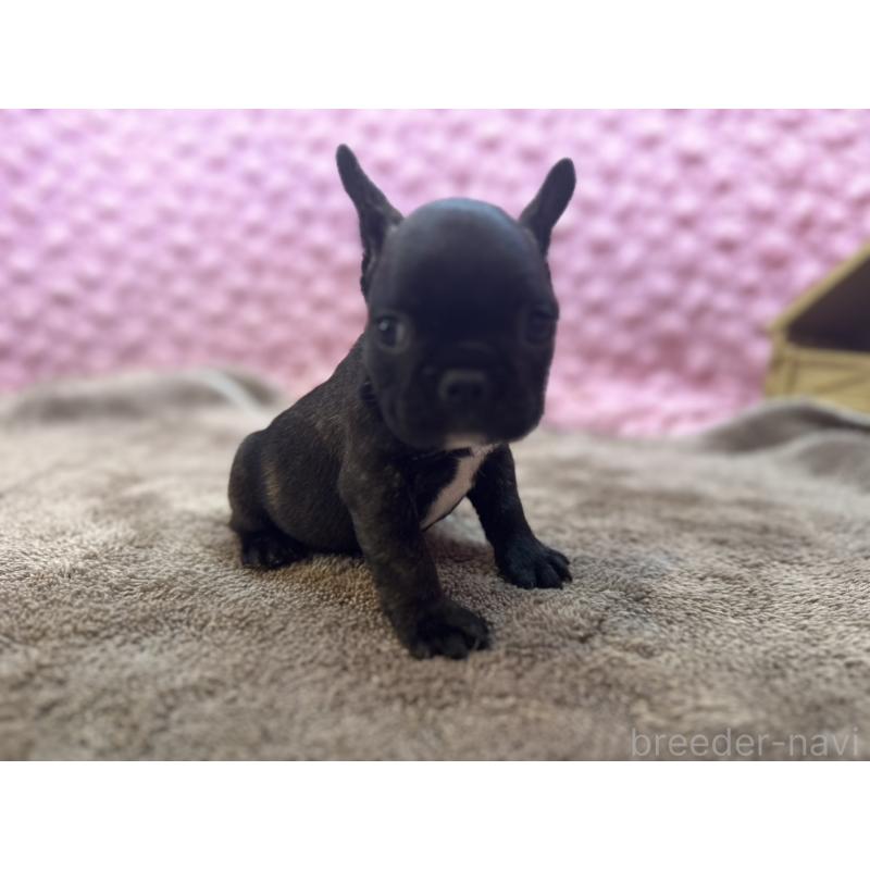 販売中の茨城県のフレンチブルドッグ-455330の2枚目