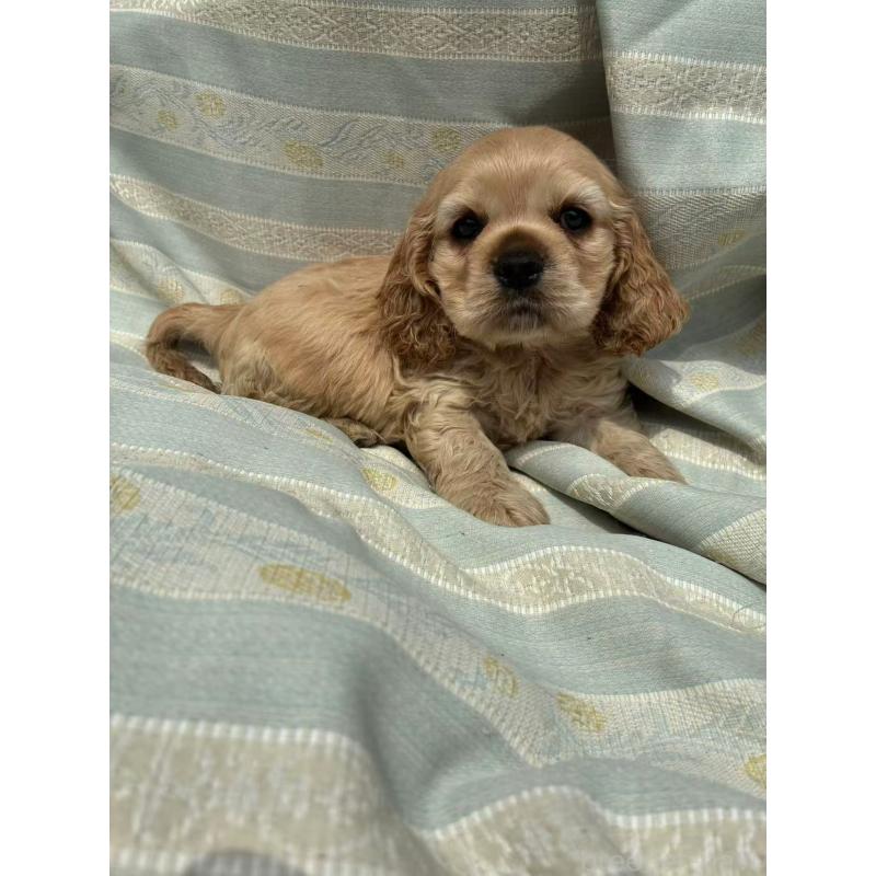 販売中の埼玉県のアメリカンコッカースパニエル-455332の7枚目