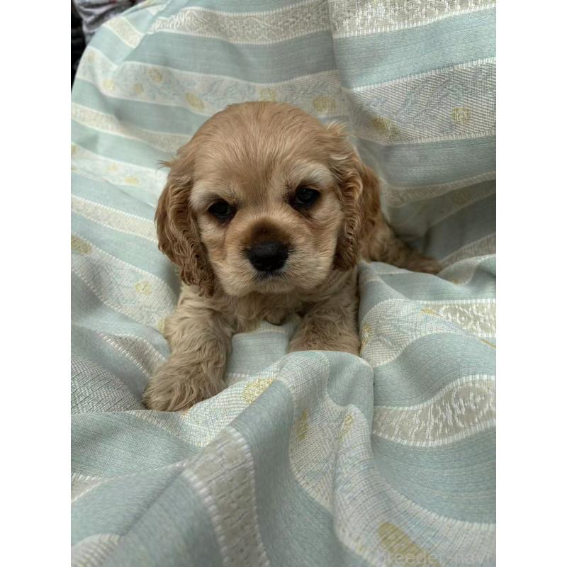 販売中の埼玉県のアメリカンコッカースパニエル-455332の6枚目