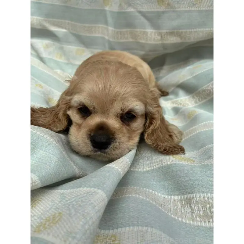 販売中の埼玉県のアメリカンコッカースパニエル-455332の5枚目