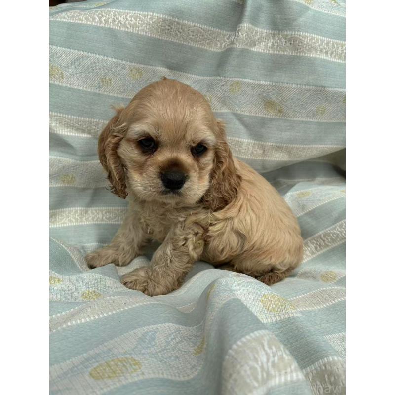 販売中の埼玉県のアメリカンコッカースパニエル-455332の4枚目