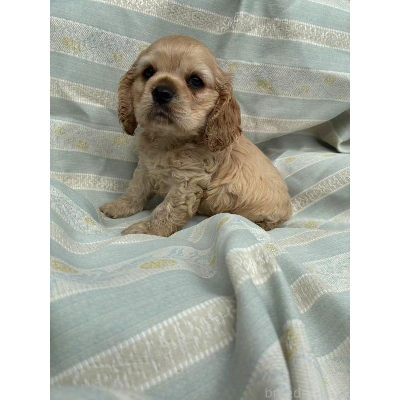 販売中の埼玉県のアメリカンコッカースパニエル-455332の3枚目