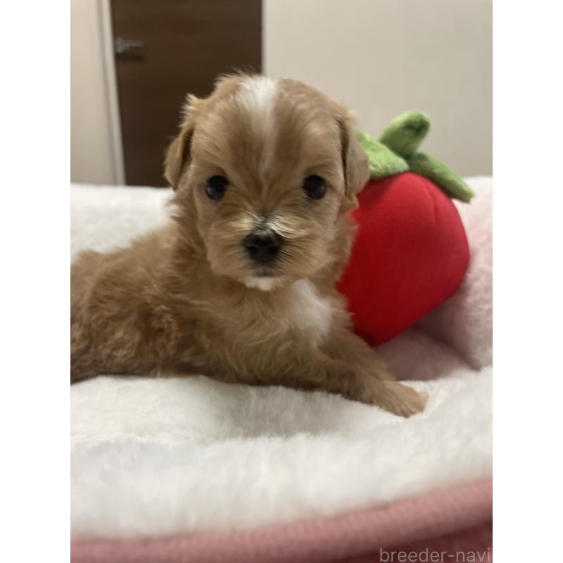 販売中の千葉県のマルプー:マルチーズ×トイプードル-454263の10枚目