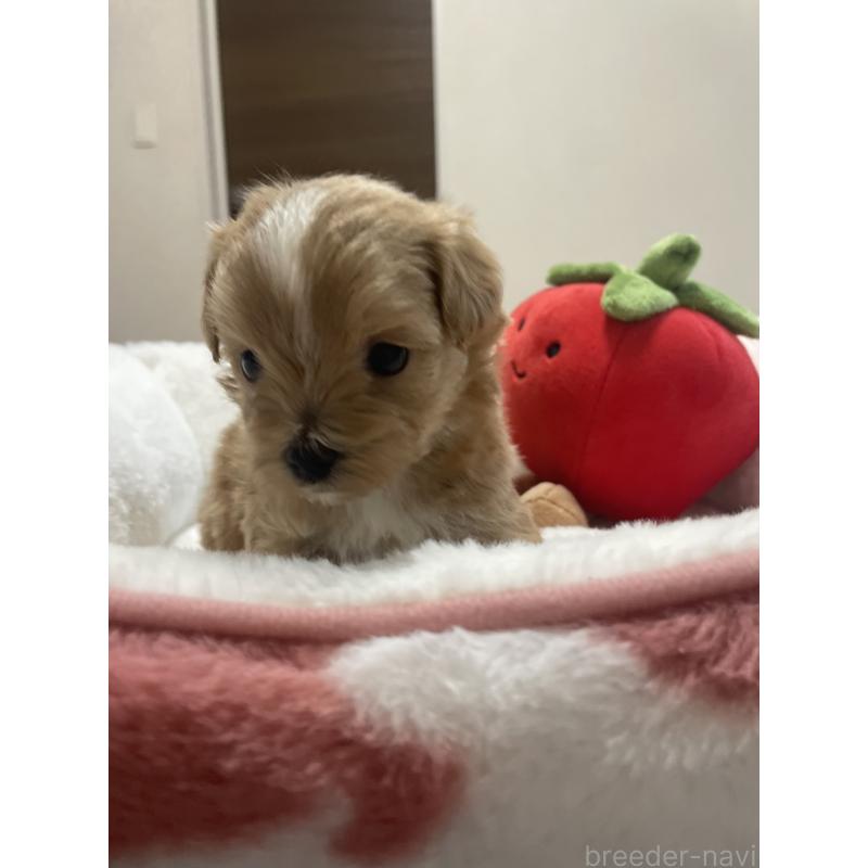 販売中の千葉県のマルプー:マルチーズ×トイプードル-454263の9枚目