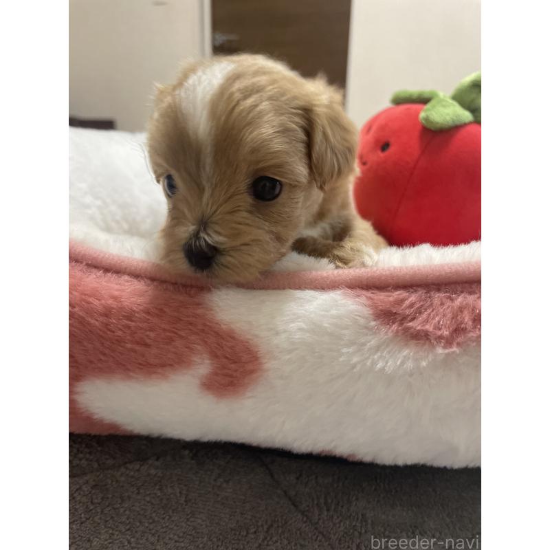 販売中の千葉県のマルプー:マルチーズ×トイプードル-454263の8枚目