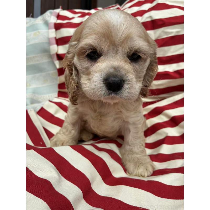 販売中の埼玉県のアメリカンコッカースパニエル-455333の9枚目