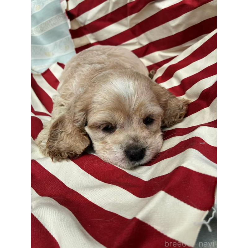 販売中の埼玉県のアメリカンコッカースパニエル-455333の8枚目
