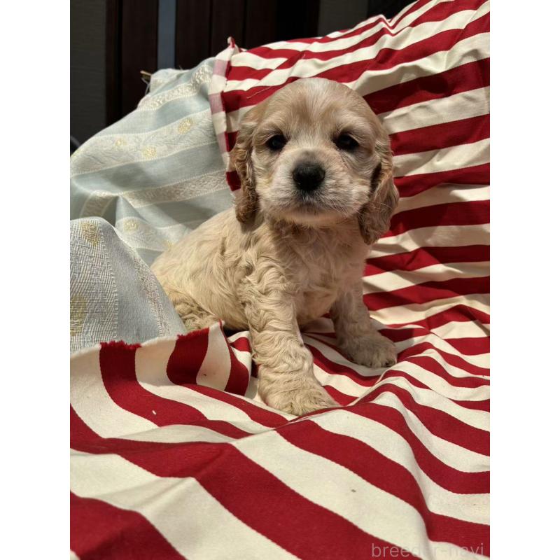 販売中の埼玉県のアメリカンコッカースパニエル-455333の7枚目