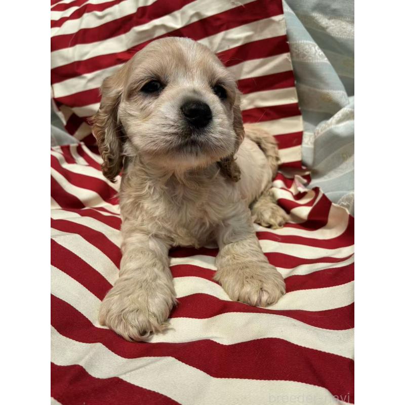 販売中の埼玉県のアメリカンコッカースパニエル-455333の6枚目