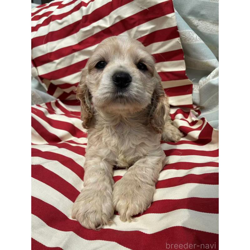 販売中の埼玉県のアメリカンコッカースパニエル-455333の4枚目