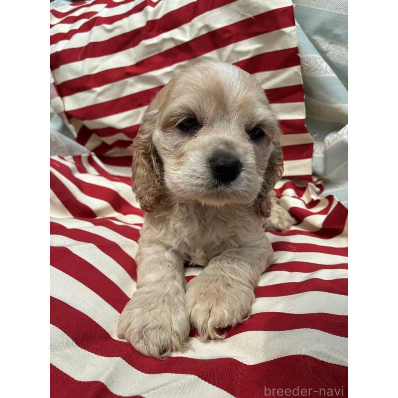 販売中の埼玉県のアメリカンコッカースパニエル-455333の3枚目