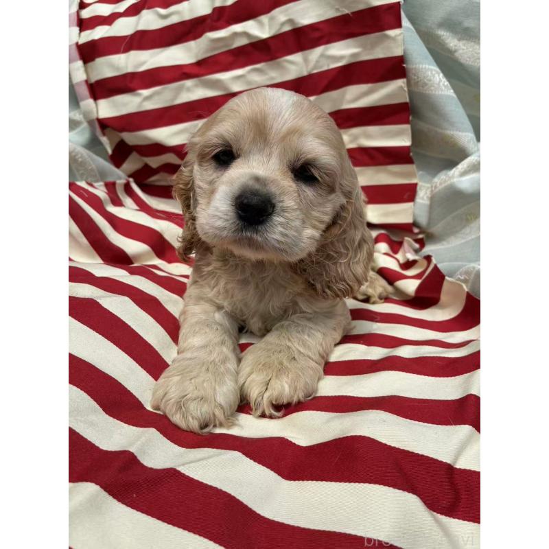 販売中の埼玉県のアメリカンコッカースパニエル-455333の2枚目