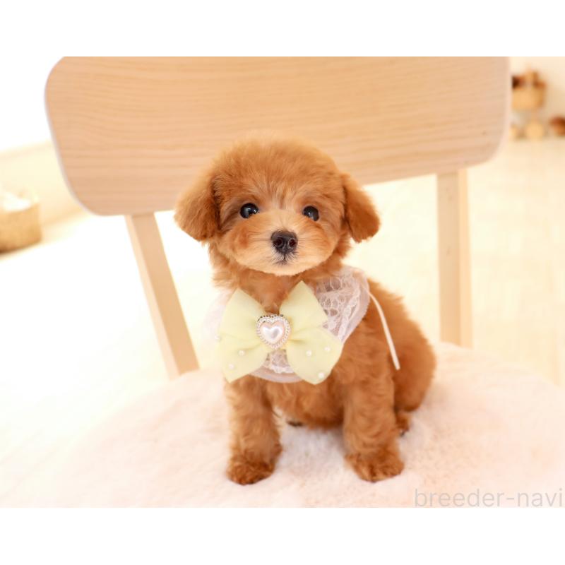 販売中の岡山県のタイニープードル-455334の3枚目