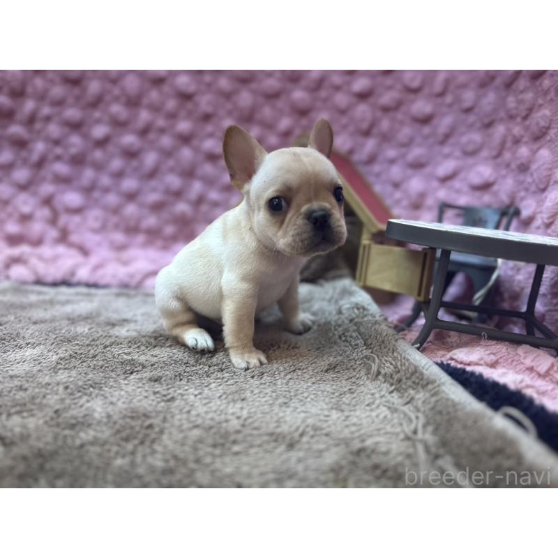 販売中の茨城県のフレンチブルドッグ-455335の13枚目