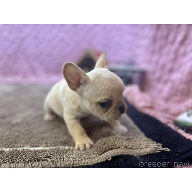 販売中の茨城県のフレンチブルドッグ-455335の12枚目
