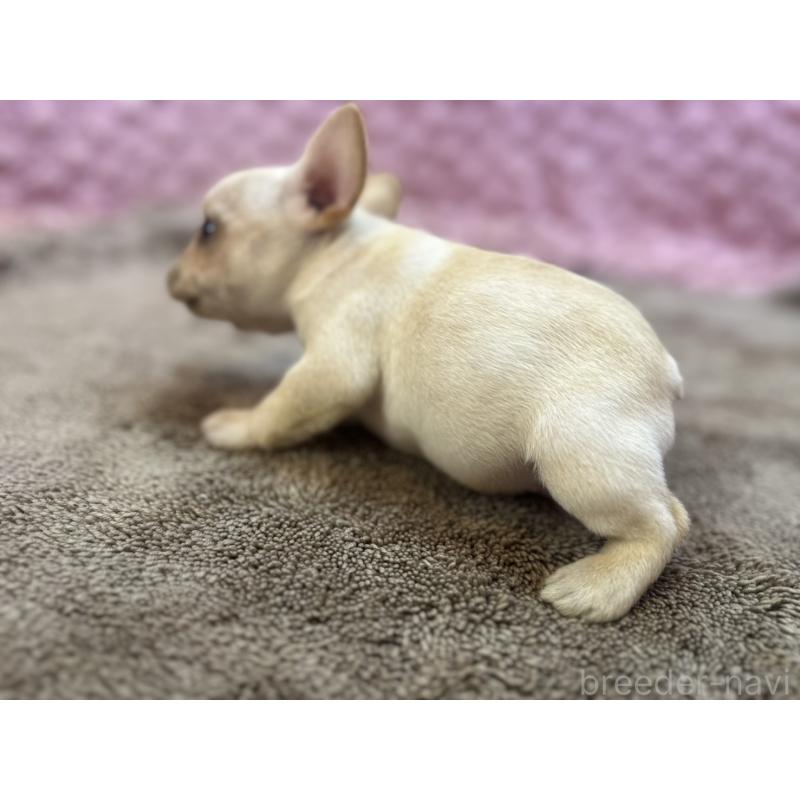 販売中の茨城県のフレンチブルドッグ-455335の11枚目