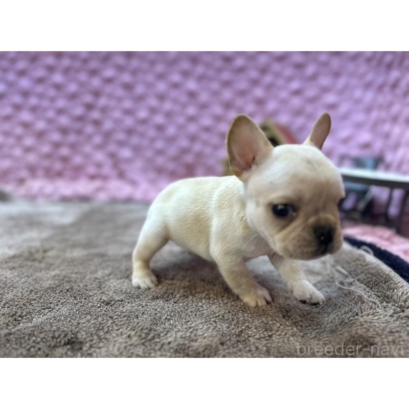 販売中の茨城県のフレンチブルドッグ-455335の10枚目