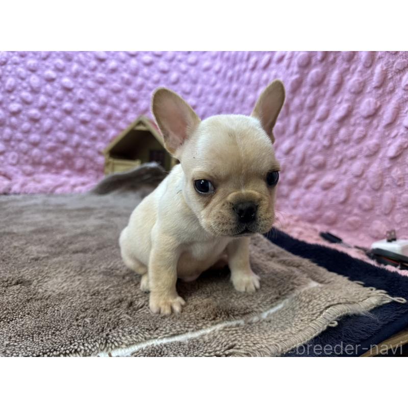販売中の茨城県のフレンチブルドッグ-455335の9枚目