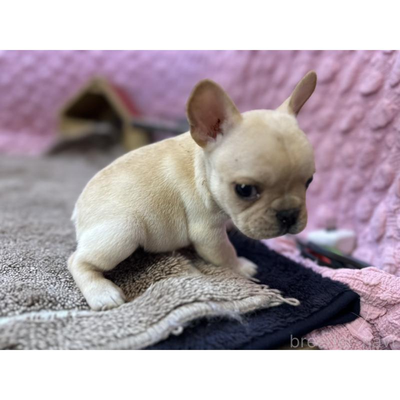 販売中の茨城県のフレンチブルドッグ-455335の8枚目