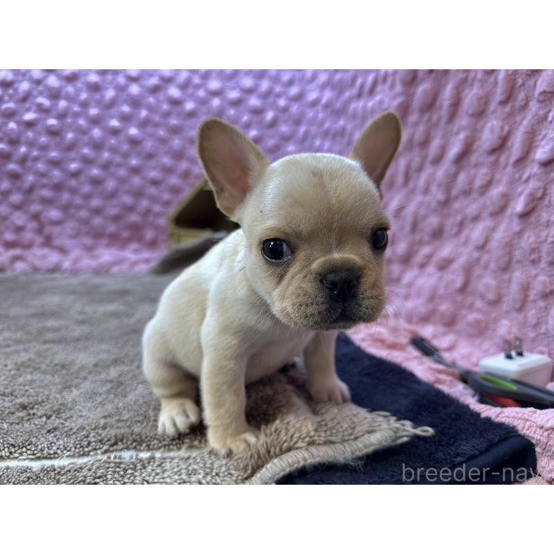 販売中の茨城県のフレンチブルドッグ-455335の7枚目