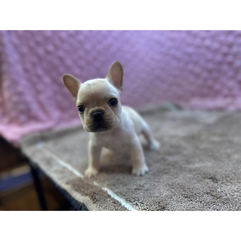 販売中の茨城県のフレンチブルドッグ-455335の6枚目