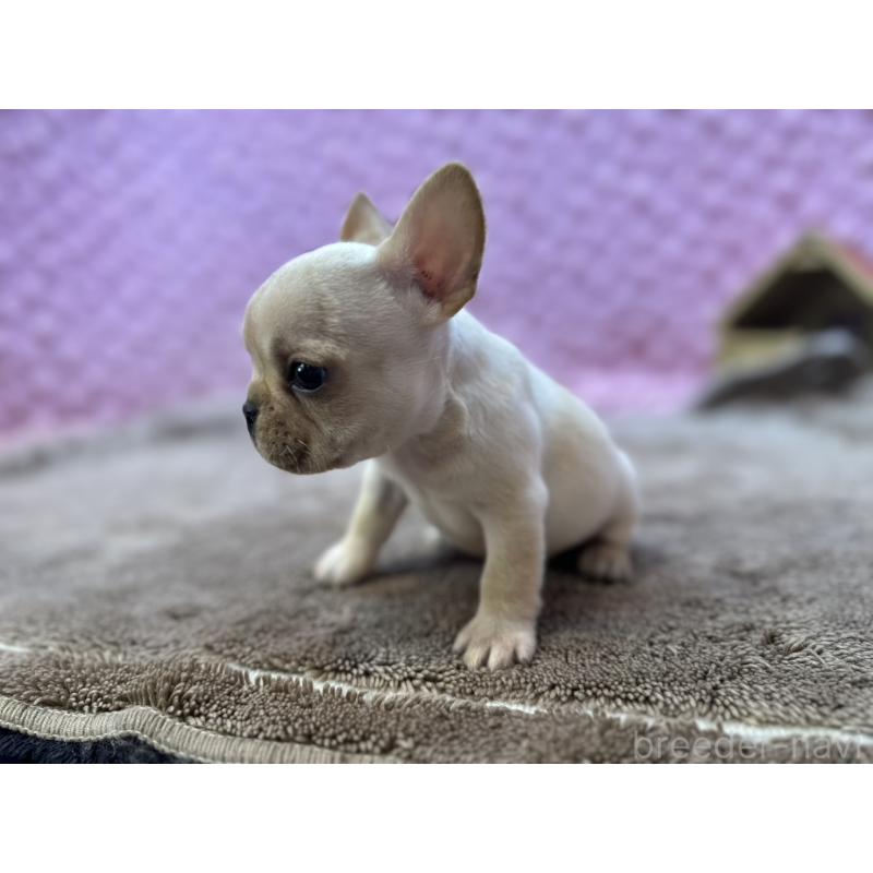 販売中の茨城県のフレンチブルドッグ-455335の5枚目