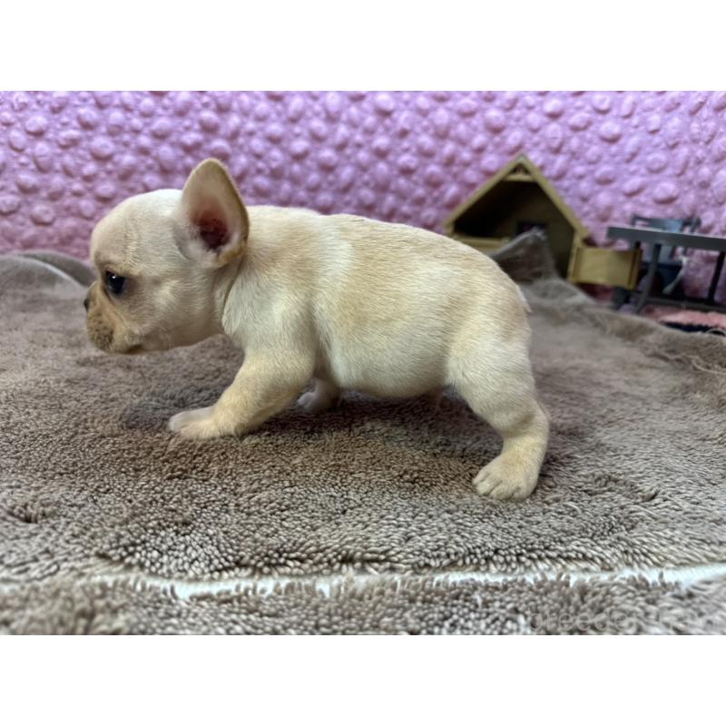 販売中の茨城県のフレンチブルドッグ-455335の4枚目