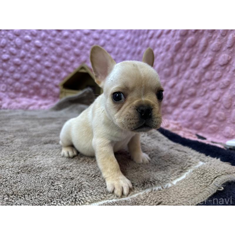 販売中の茨城県のフレンチブルドッグ-455335の3枚目