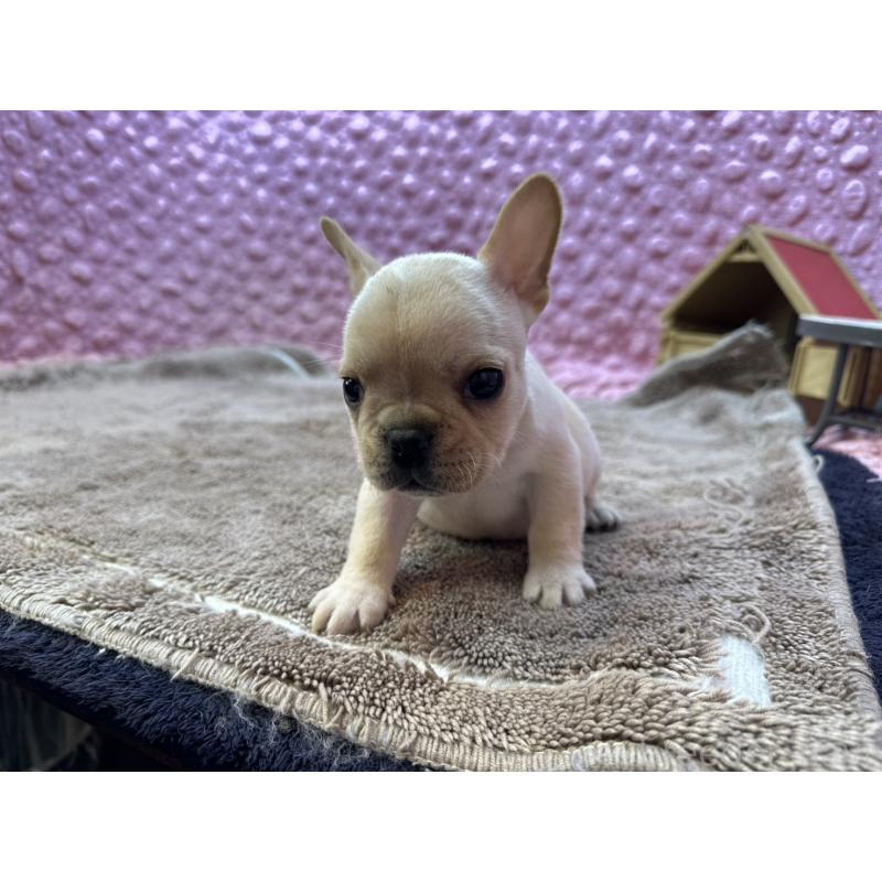 販売中の茨城県のフレンチブルドッグ-455335の2枚目