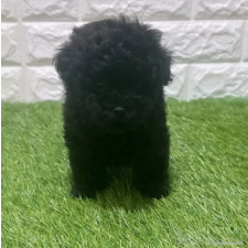 ♀︎トイプードル