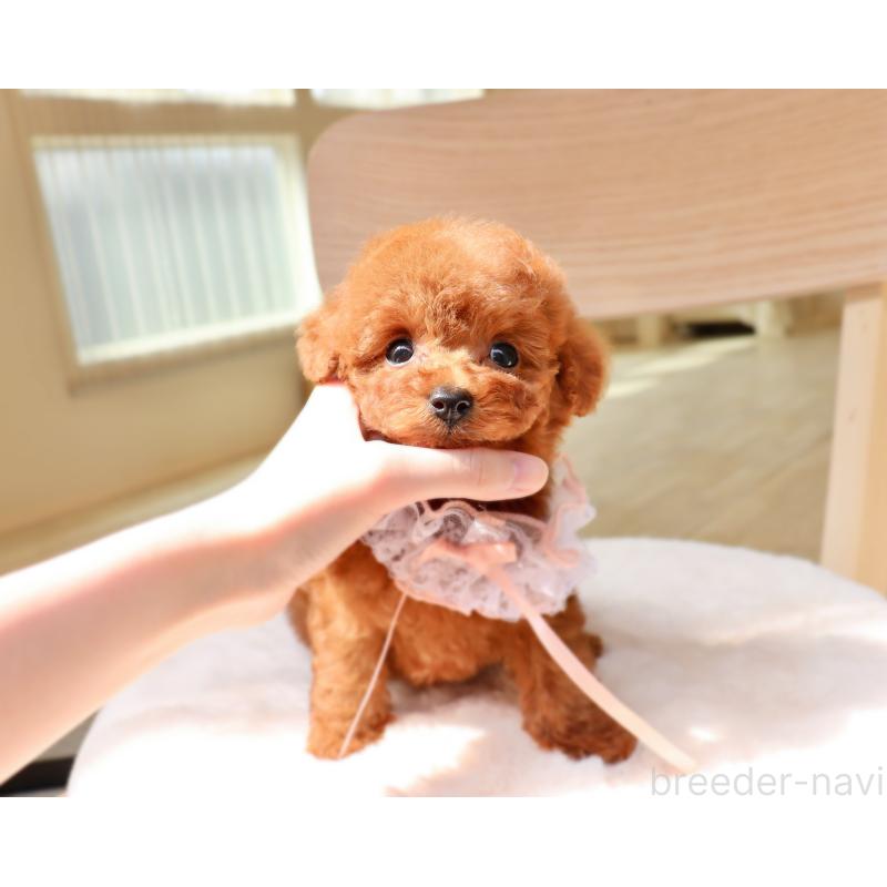 販売中の岡山県のタイニープードル-455336の3枚目