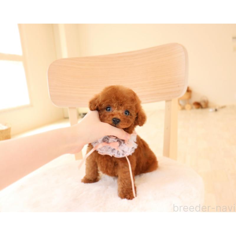 販売中の岡山県のタイニープードル-455336の2枚目