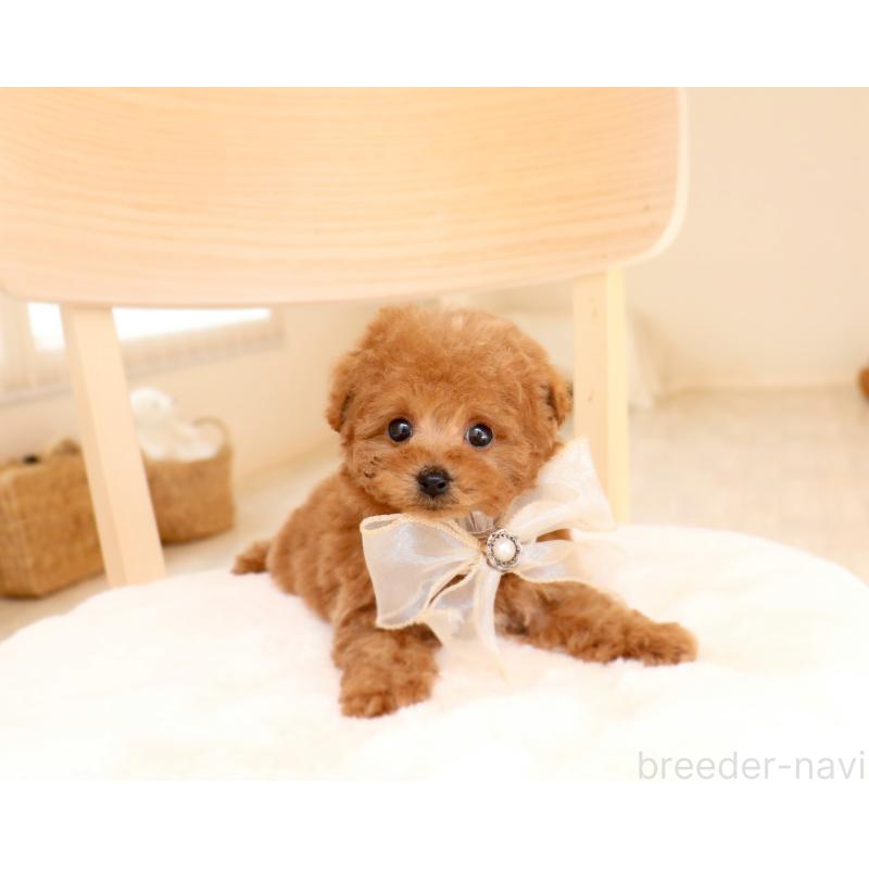 販売中の岡山県のティーカッププードル-455339の3枚目